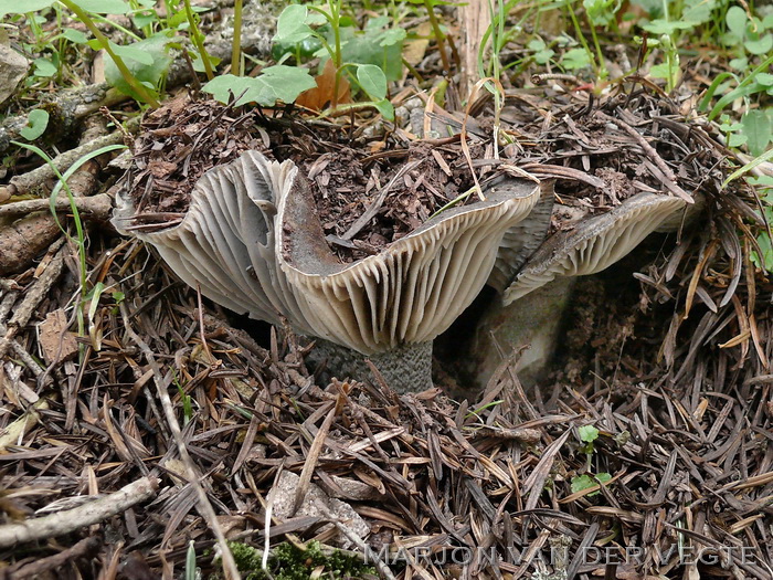 Zwartwitte russula - Russula albonigra