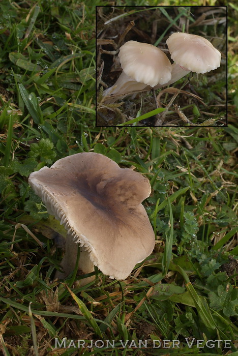 Grauwe barsthoed - Dermoloma cuneifolium