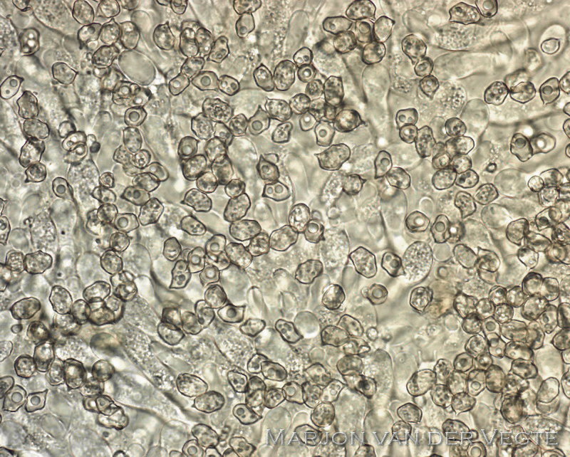 Geeltepelsatijnzwam - Entoloma cuneatum