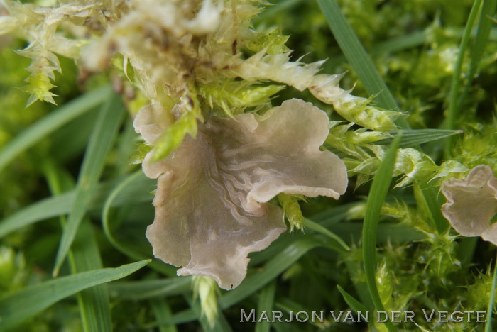 Gerimpeld mosoortje - Arrhenia retiruga