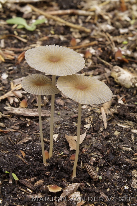 Geelbruin plooirokje - Parasola leiocephala