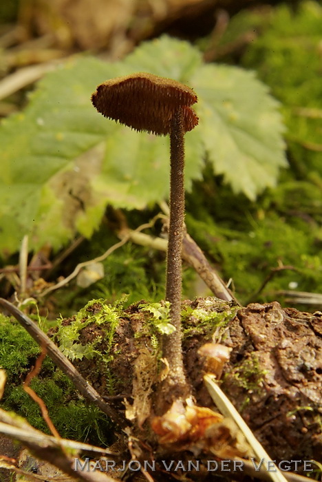 Oorlepelzwam - Auriscalpium vulgare