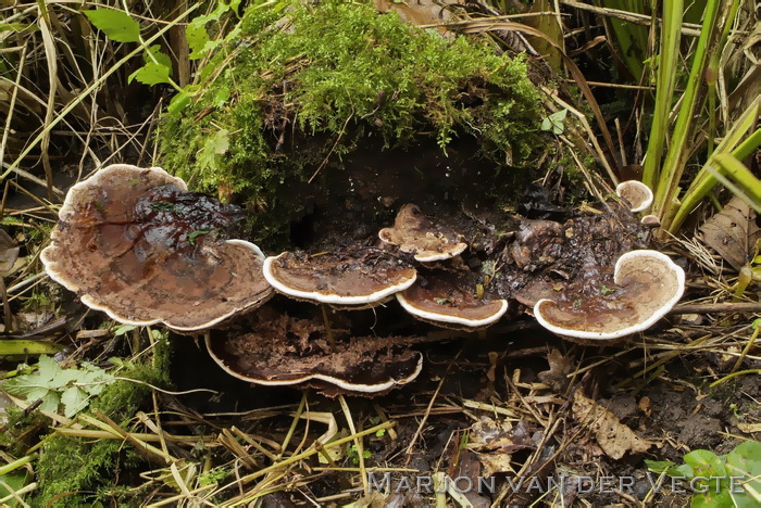 Platte tonderzwam - Ganoderma lipsiense