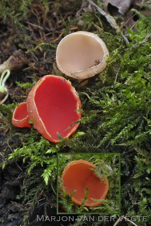Rode kelkzwam - Sarcoscypha coccinea
