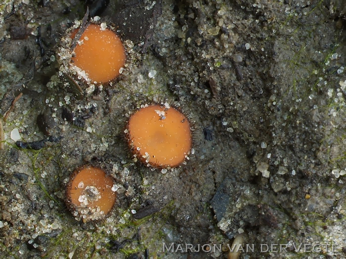 Stekelsporige wimperzwam - Scutellinia trechispora