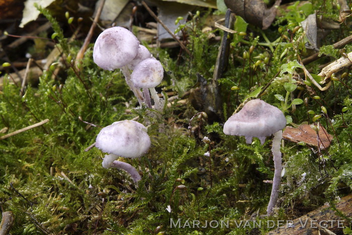 Violetstelige poederparasol - Cystolepiota bucknallii