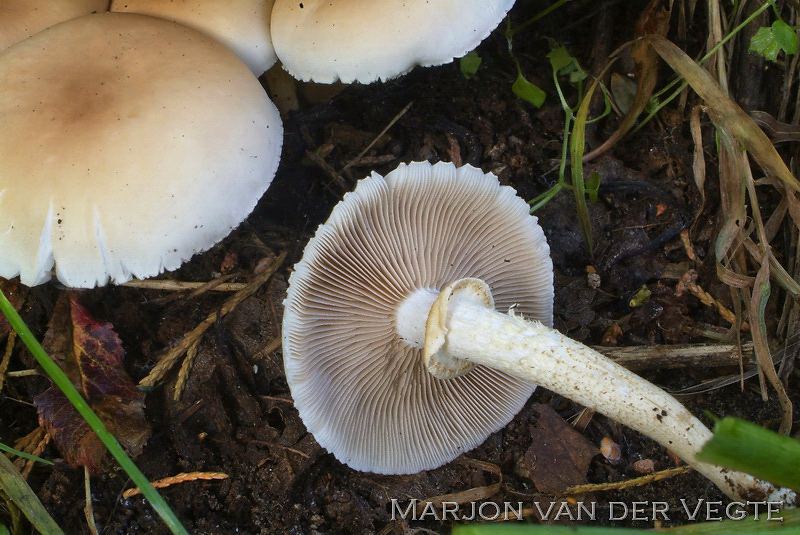 Populierleemhoed - Agrocybe cylindracea