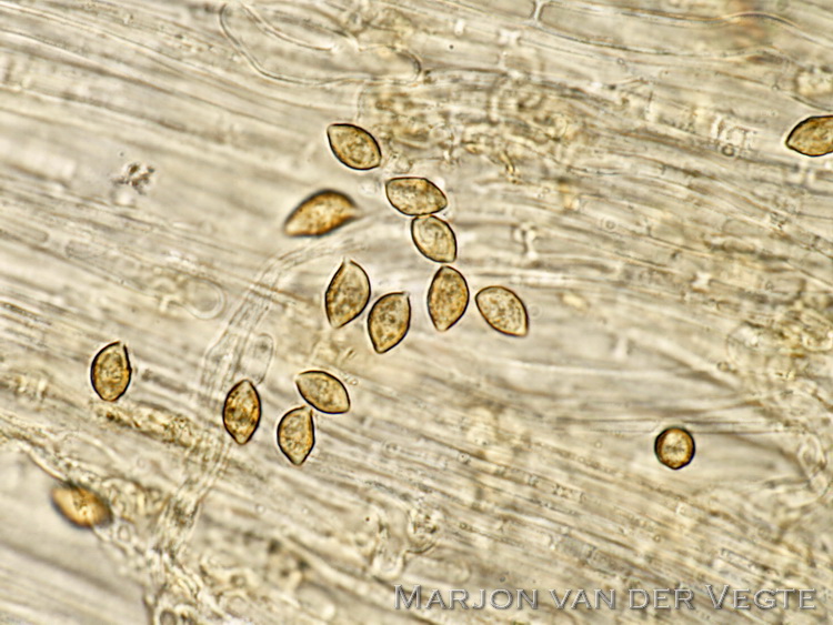 Rimpelige zompzwam - Alnicola submellinoides
