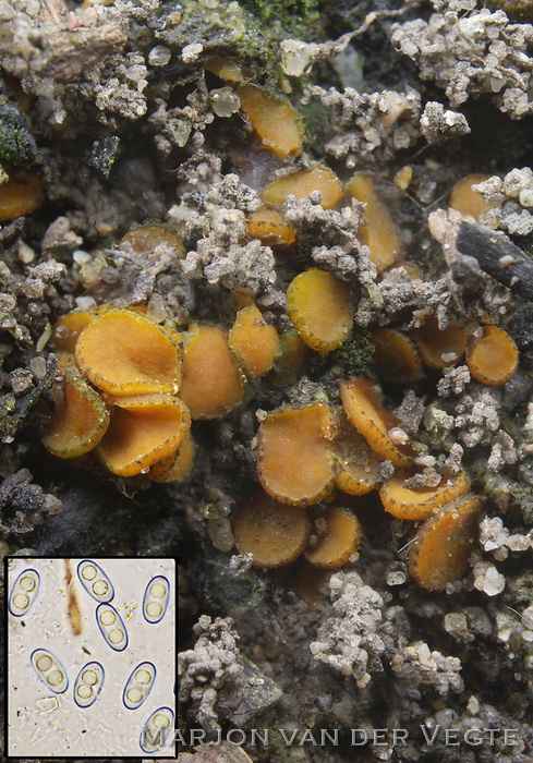 Oranjerood houtskoolbekertje - Anthracobia macrocystis