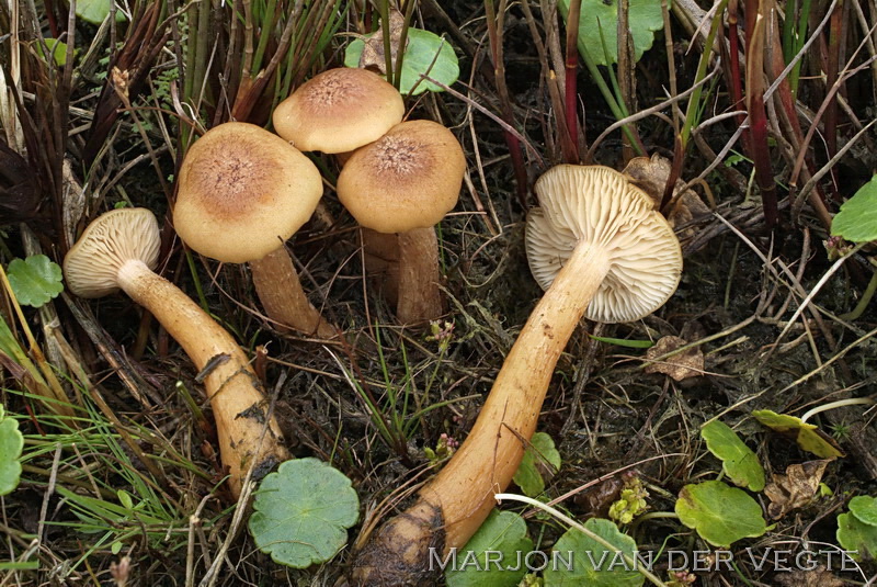 Moerashoningzwam - Armillaria ectypa