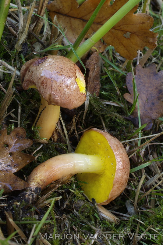 Kersrode boleet - Aureoboletus gentilis