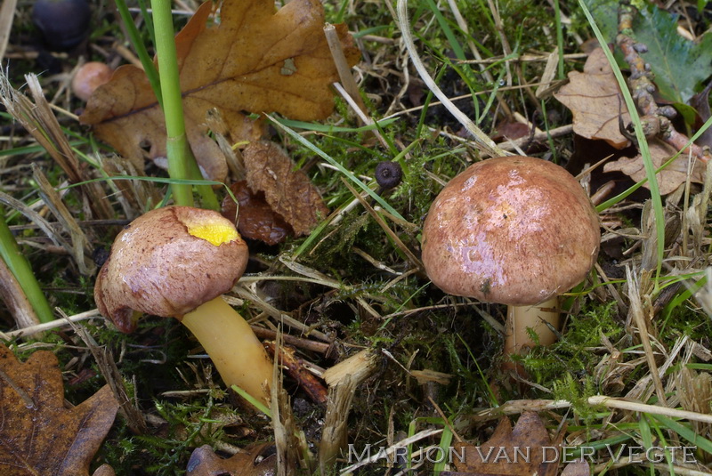 Kersrode boleet - Aureoboletus gentilis