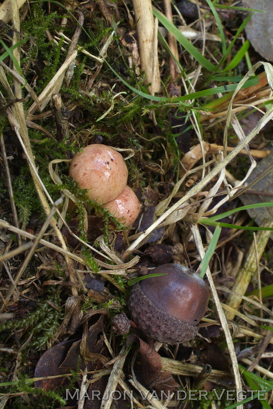 Kersrode boleet - Aureoboletus gentilis