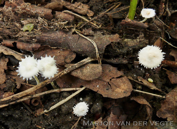 Kleine poederparasol - Cystolepiota seminuda