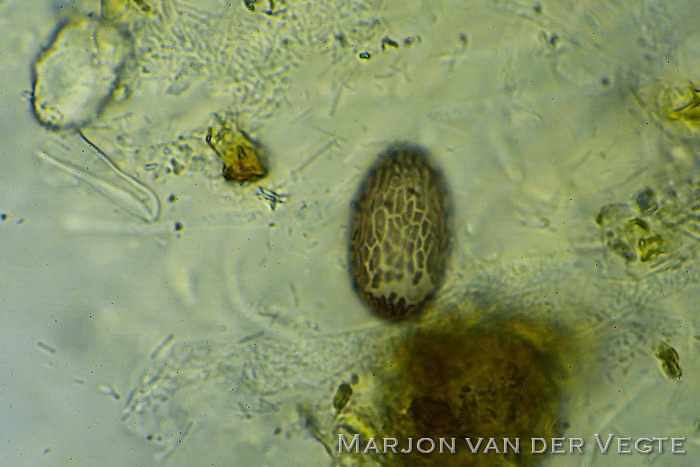 Bladspikkelschijfje - Ascobolus foliicola