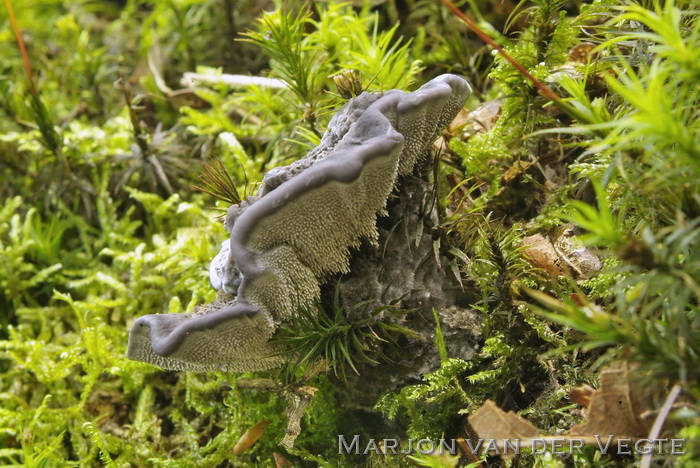 Blauwzwarte stekelzwam - Phellodon niger