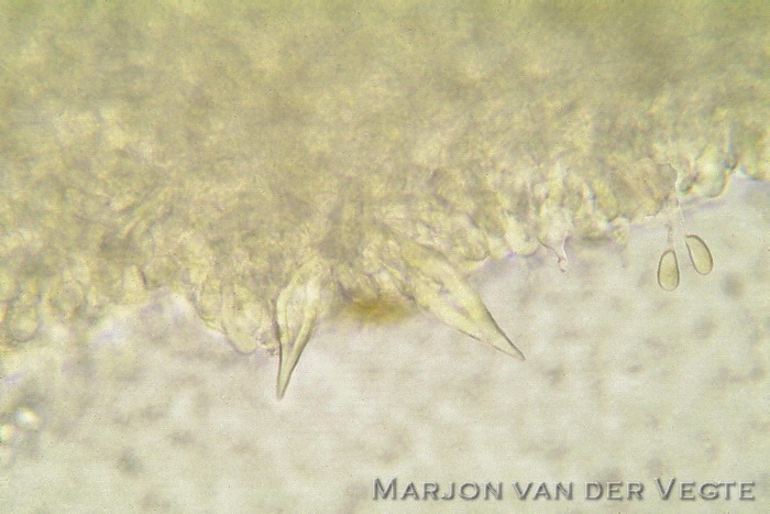 Bleke harpoenzwam - Hohenbuehelia mastrucata