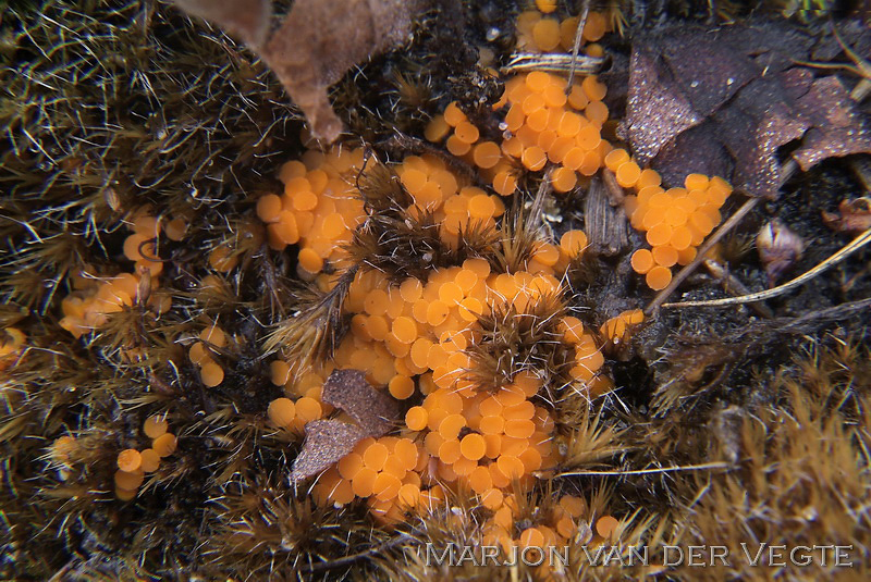 Oranje zandschijfje - Byssonectria fusispora