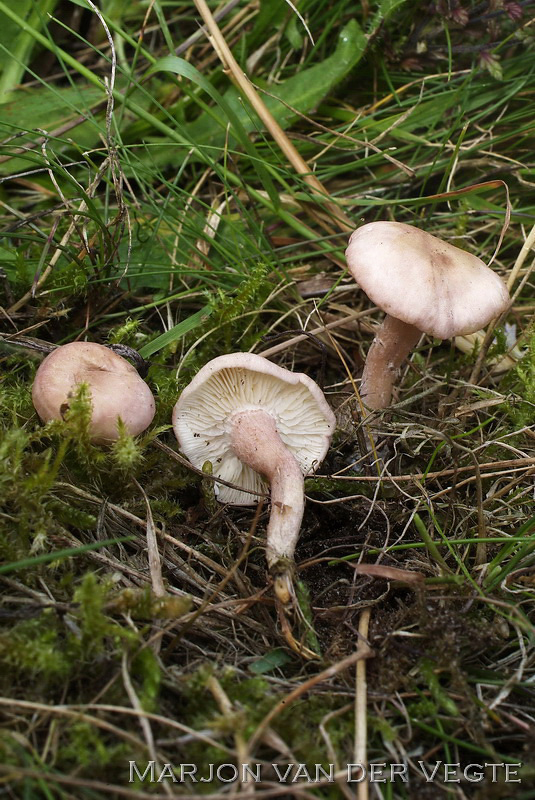 Roze pronkridder - Calocybe carnea