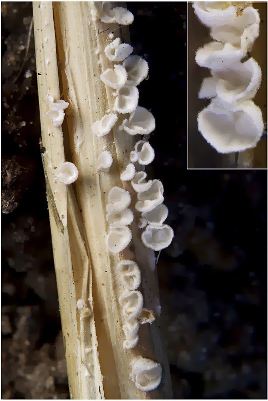 Knophaarschelpje - Cellypha goldbachii