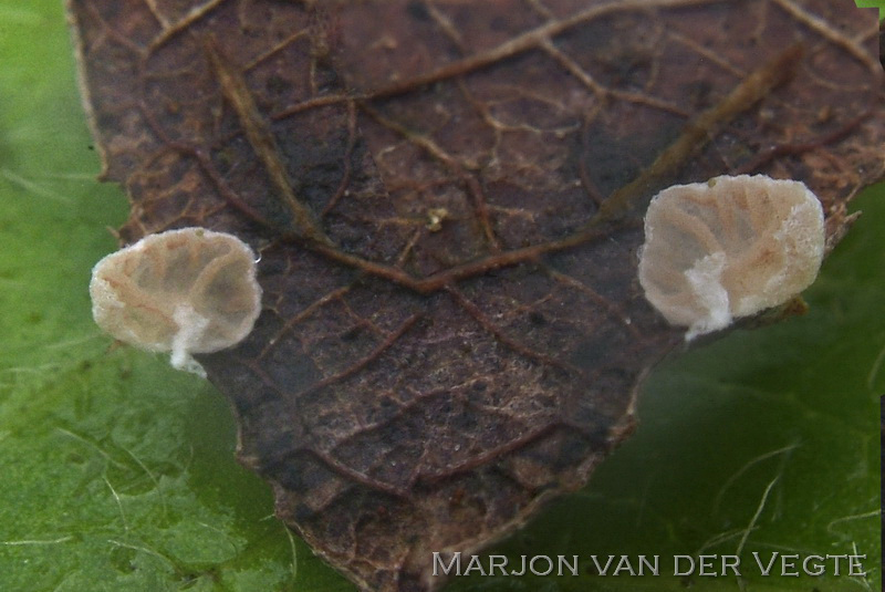 Lamelmosschelpje - Chromocyphella lamellata