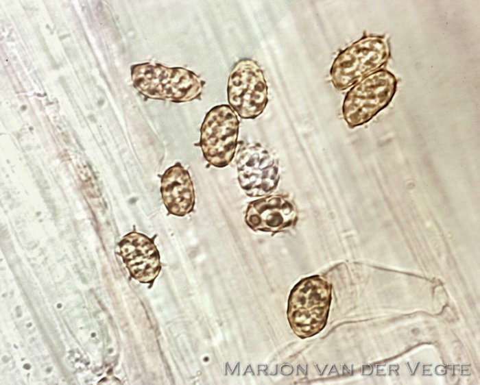 Clavaria s.l. - Clavaria s.l.
