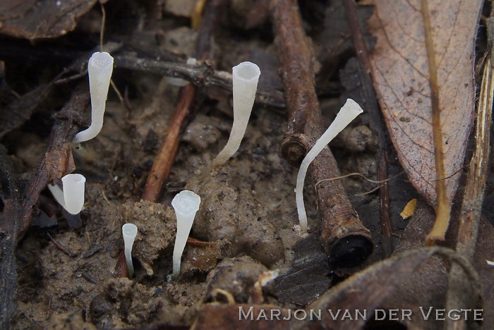 Wit kroonknotsje - Clavicorona taxophila