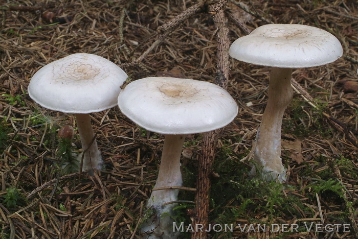 Grote bostrechterzwam - Clitocybe phyllophila