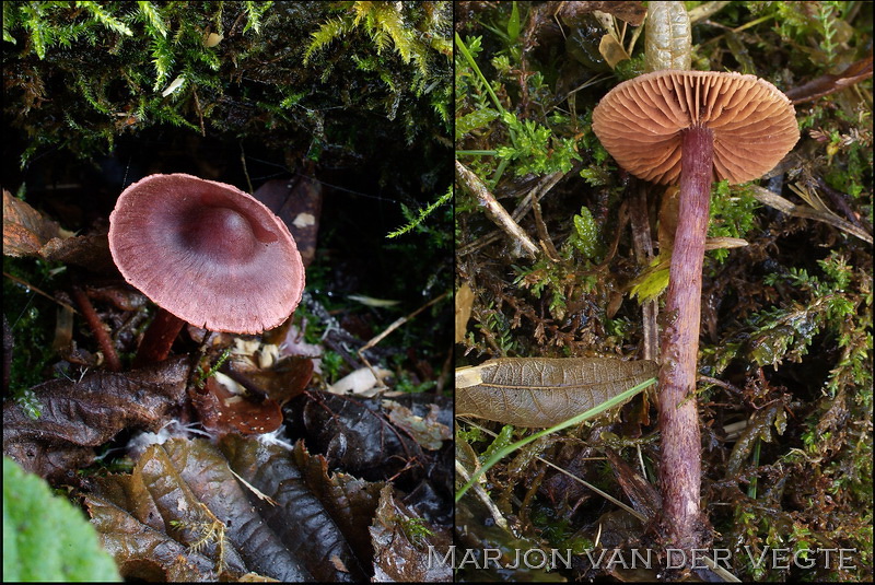 Roodrandgordijnzwam - Cortinarius anthracinus