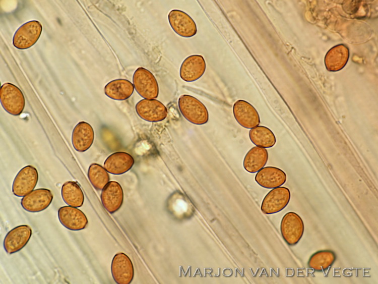 Spitsvoetbreeksteeltje - Conocybe microrrhiza var. teraspora