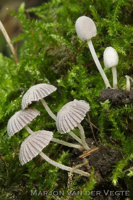 Kleine poederinktzwam - Coprinopsis cortinata