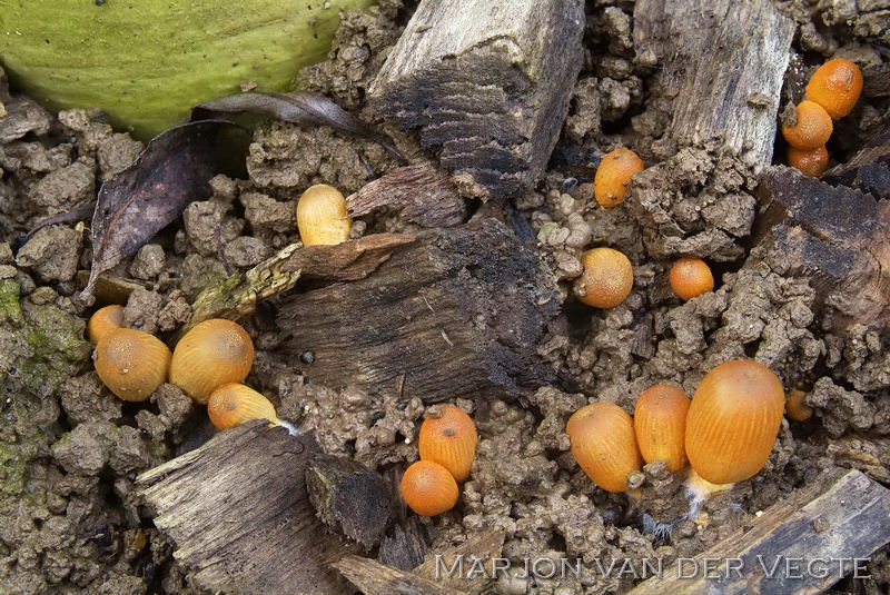 Oranje inktzwam - Coprinopsis erythrocephala