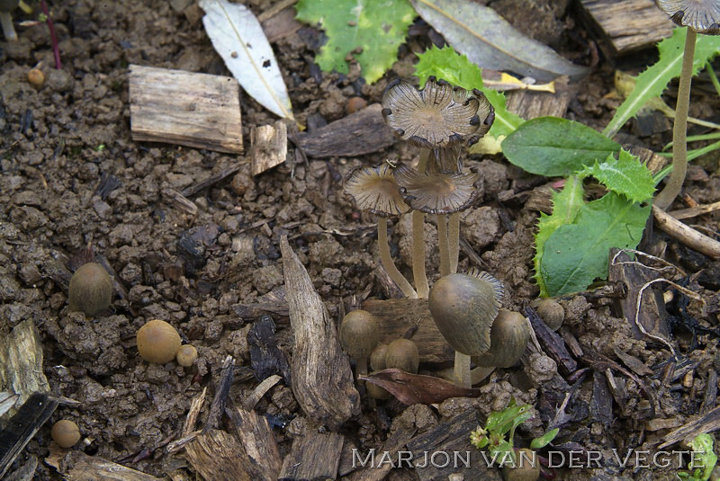 Oranje inktzwam - Coprinopsis erythrocephala