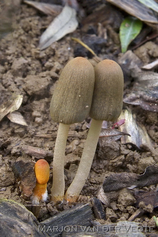 Oranje inktzwam - Coprinopsis erythrocephala