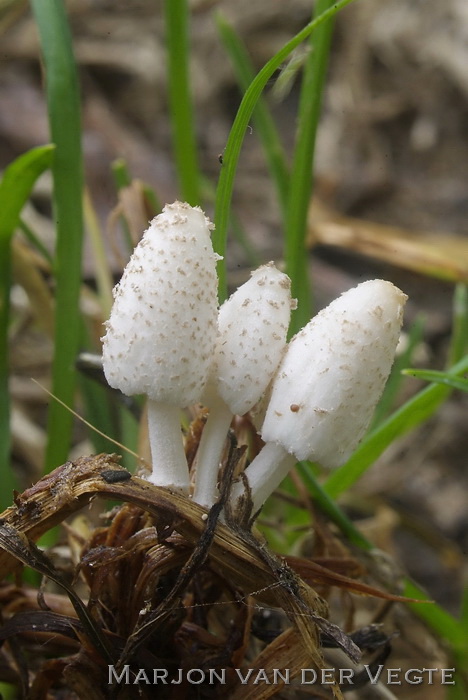 Bleke halminktzwam - Coprinopsis friesii