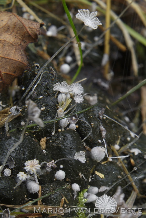 Wit mestdwergje - Coprinopsis pseudocortinata