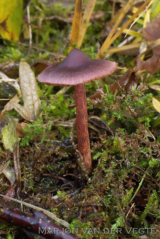 Roodrandgordijnzwam - Cortinarius anthracinus