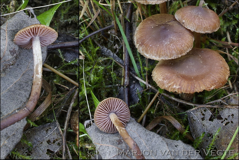 Zandpadgordijnzwam - Cortinarius fusisporus