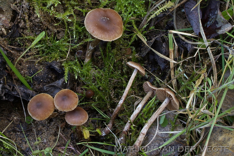Zandpadgordijnzwam - Cortinarius fusisporus