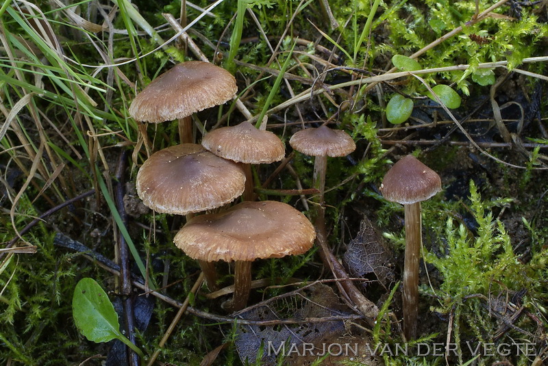 Zandpadgordijnzwam - Cortinarius fusisporus