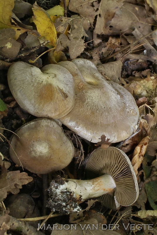 Olijfkleurige gordijnzwam - Cortinarius infractus
