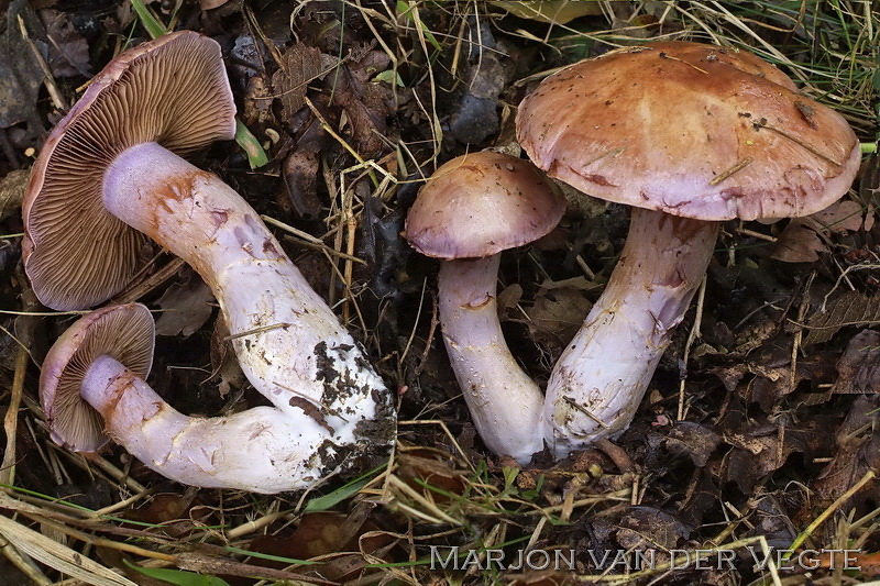 Gewone kleibosgordijnzwam - Cortinarius nemorensis