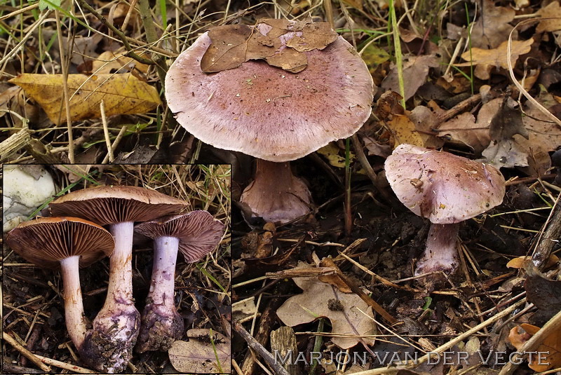 Purperen gordijnzwam - Cortinarius purpurascens