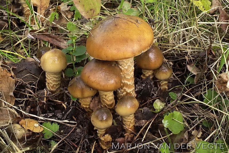 Gegordelde gordijnzwam - Cortinarius trivialis