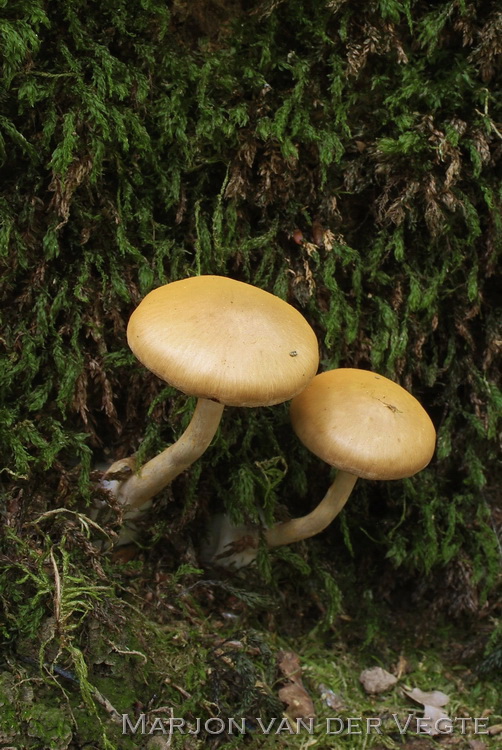 Valse azuursteelgordijnzwam - Cortinarius xanthocephalus
