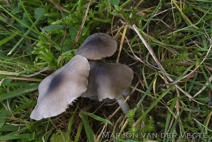 Grauwe barsthoed - Dermoloma cuneifolium
