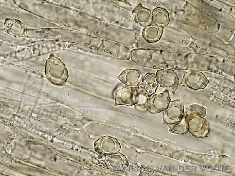 Bruinsneesatijnzwam - Entoloma brunneoserrulatum