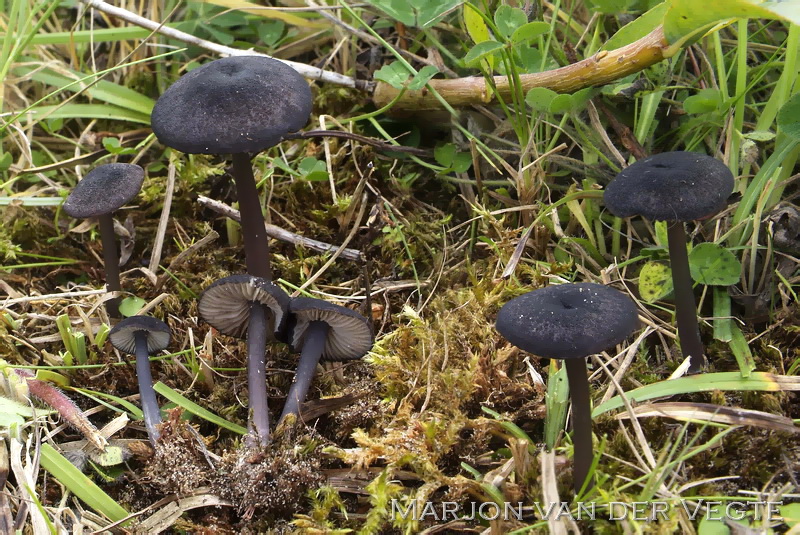 Bruinsneesatijnzwam - Entoloma brunneoserrulatum