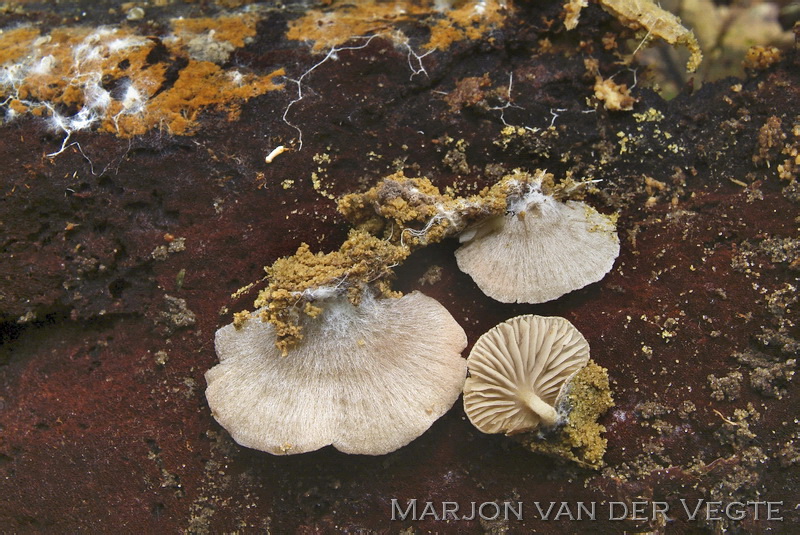 Schelpsatijnzwam - Entoloma byssisedum