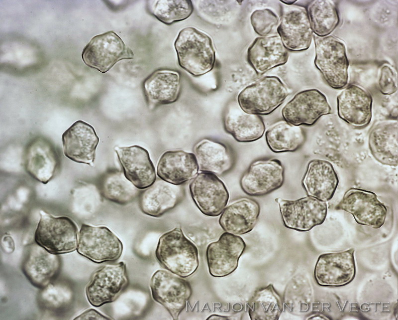 Ranzige elzensatijnzwam - Entoloma caccabus